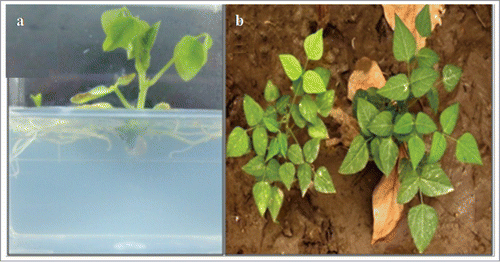 Figure 3. Transfer of plants obtained from in vitro regenerated shoots of; (A) Rooting of isolated shoot on rooting media; (B) Transfer and survival plants in green house conditions, well rooted plants were transferred to plastic pots and acclimatized before transferring to soil.