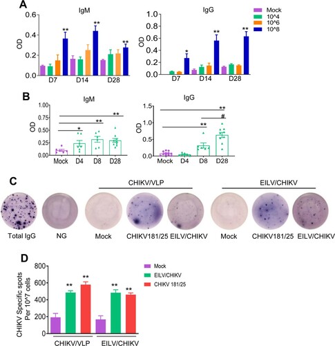 Figure 3. A minimal dose of 108 PFU EILV/CHIKV is required to induce strong CHIKV-specific IgM and IgG production, and memory B cell responses in mice. (A) 4-week-old B6 mice were vaccinated with various doses of EILV/CHIKV or PBS (mock). CHIKV- specific IgM and IgG antibodies in sera were detected by ELISA. n = 4–5. (B) 4-week-old B6 mice were vaccinated with 108 PFU EILV/CHIKV or PBS (mock). At different time post-vaccination, CHIKV- specific IgM and IgG antibodies in sera were detected by ELISA. n = 6–9. C-D. 4-week-old B6 mice were vaccinated with 108 PFU EILV/CHIKV, 5.5 x105 PFU CHIKV 181/25, or PBS (mock). At day 28, CHIKV- specific MBC responses were determined by ELISPOT analysis. (C) Images of wells from MBC culture. (D) Frequencies of CHIKV antibody secreting cells per 107 input cells in MBC cultures from the subject. n = 5–8. ** P < 0.01 compared to mock group.