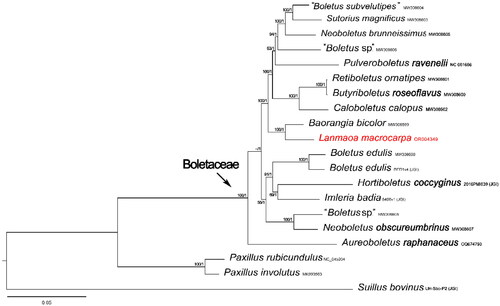 Figure 3. Phylogenetic tree of Lanmaoa macrocarpa and related taxa based on Bayesian inference (BI) and maximum likelihood (ML) analyses of 15 core protein coding genes. The GenBank accession numbers from NCBI or the information of voucher specimens from JGI followed the species names. The newly sequenced mitogenome is marked in red. Numbers near the nodes indicate bootstrap support values (>50%) and posterior probabilities (>0.95). the scale bar refers to 0.05 nucleotide substitutions per character.