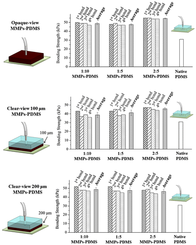 Figure 9. Bonding strength of the MMPs-PDMS microchannel.