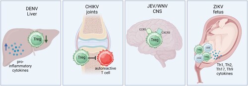 Figure 2. Presence and function of Tregs in the target organs of mosquito-borne viral infections. In DENV, a major target of infection is the liver. In liver biopsies of severe dengue patients, FOXP3+ Treg frequencies are reduced while there was an increase in the production of pro-inflammatory cytokines (30). In CHIKV-infected mice, Treg suppressive mechanisms can prevent the accumulation of T cells in the joints leading to less joint inflammation [Citation40,Citation41]. In WNV and JEV-infected mice, Tregs are shown to express CCR5 and CXCR3, indicating that these might migrate to the CNS to restrict immunopathology [Citation67,Citation72]. In cases of fatal microcephaly, the brain is infiltrated with increased frequencies of FOXP3+ cells, along with increases in total CD4+ and CD8+ T cells and increases in Th1, Th2, Th17 and Th9 cytokines [Citation49]. Created with Biorender.