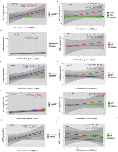 Figure 6. Scatter plots showing linear relationship between P. indica colonization and gene expression across plant species. (a–J) Correlation of each dicot and monocot plants, P. indica colonization period in days and gene expression levels by rejecting ‘null’ hypothesis (equals to zero) are shown by linear regression analysis. Summary of regression coefficient values and R2 values are represented. Testing the significance of the differences by the comparison of dependent (y) and independent variables (x) (p<=0.5 or >=0,05) was performed using R-packages. The graphs are for statistical purpose only.