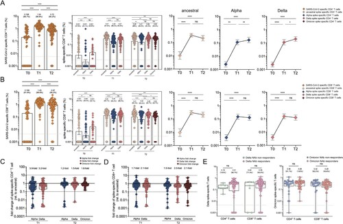 Figure 6. SARS-CoV-2 specific CD4+ and CD8+ T cell responses in vaccine cohort. (A–B) The frequency of SARS-CoV-2 specific CD4+ T cell (A) and CD8+(B) T cell responses over time in booster recipients. The frequency of CD4+(A) and CD8+(B) T cell responses responding to ancestral spike (T0-T2), Alpha spike (T0-T2), Delta spike(T0-T2), and Omicron spike (T2 only) over time in booster recipients. Dotted lines indicated the limit of detection (LOD) for the assay. (C-D) Fold change for the frequency of CD4+ T cells (C) or CD8+ T cells (D) recognizing Alpha, Delta and Omicron strain relative to that of counterpart recognizing ancestral strain. (E) Comparative analysis for the frequency of CD4+ T cells or CD8+ T cells specific to Delta strain among those booster recipients who do not generate neutralization antibody responses against Delta strain (Delta NAb non-responders) versus Delta NAb responders (left panel). Comparative analysis for the frequency of CD4 + T cells or CD8+ T cells specific to Omicron strain among those booster recipients who do not generate neutralization activities against Omicron strain (Omicron NAb non-responders) versus Omicron NAb responders (right panel). Bars represented median value, whereas median value and positive rate were on the top of each bar. When comparing T cell responses specific to different SARS-CoV-2 variants and at timepoints, two-tailed p values were determined using matched-pairs signed-rank test with the Holm-Šídák multiple comparison correction. Unpaired Wilcoxon test were used for comparison between vaccine booster at T1 timepoint and breakthrough infection subjects. * p < .05, ** p < .01, *** p < .001, **** p < .0001; ns, no significant difference.