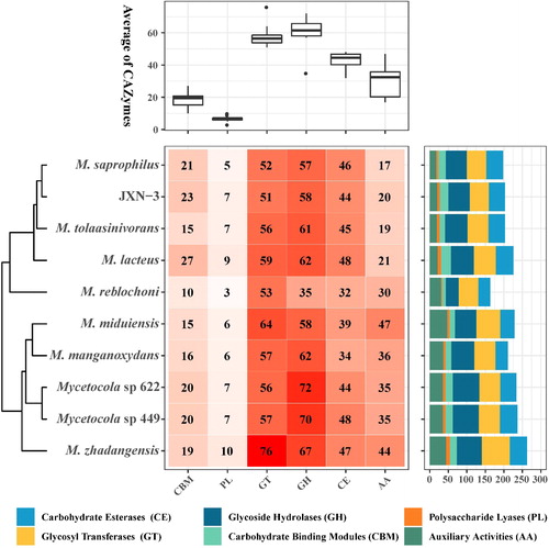 Figure 7. The number of genes encoding carbohydrate-active enzymes (CAZymes) in JXN-3 and other members of the genus Mycetocola. AA: auxiliary activities; CE: carbohydrate esterases; PL: polysaccharide lyases; CBM: carbohydrate-binding modules; GT: glycosyl transferases; GH: glycoside hydrolases.