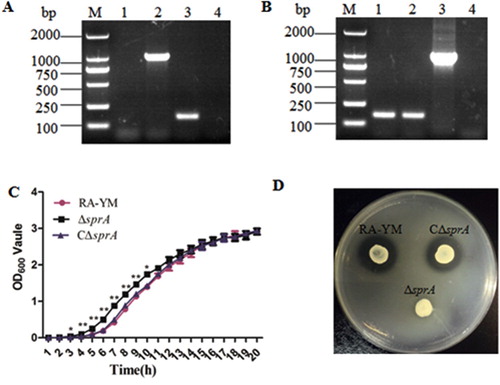 Figure 1. Identification and characterization of mutant strain ΔsprA and complemented strain CΔsprA. Usually, a combined PCR method is used to verify the gene deletion strain. In this study, we determine whether homologous recombination occurred by amplifying spc gene. In terms of experimental design, the leftarm (1055 bp) and rightarm (1226 bp) of the constructed suicide plasmid were 5742 bp (containing a 121 bp fragment) shorter than the target sprA gene (7023 bp), which could be used as an internal control to determine whether the complete recombination occurred. If the gene deletion strain could not amplify this 121 bp fragment, it indicated that the gene deletion strain was successfully constructed; otherwise, the construction of the gene deletion strain had failed. Thus, in the gene deletion strain, the 121 bp fragment could not be amplified (lane 4), while the spc gene could be amplified (lane 2). The gene of the wild-type strain did not change, thus, in the wild-type strain, the 121 bp fragment could be amplified (lane 3), but the spc gene could not be amplified (lane 1). (A) PCR amplification of the spc gene and the deleted part of the sprA gene. Lane M: DL2000 DNA Marker. Lane 1: No fragment was amplified from wild-type strain RA-YM using primer pairs spc-F1/spc-F2 for the spc gene; Lane 2: The spc gene (1086 bp) was amplified from mutant strain ΔsprA using primer pairs spc-F1/spc-F2; Lane 3: The deleted fragment (121 bp) was amplified from wild-type strain RA-YM using primer pairs sprA-N1 and sprA-N2; Lane 4: No fragment was amplified from mutant ΔsprA using primer pair sprA-N1 and sprA-N2 for deleted fragment. (B) PCR amplification of complemented strain CΔsprA. Lane M: DL2000 DNA Marker. Lane 1: The deleted fragment (121 bp) was amplified from complemented strain CΔsprA using primer pair sprA-N1 and sprA-N2; Lane 2: The deleted fragment (121 bp) was amplified from wild-type strain RA-YM using primer pair sprA-N1 and sprA-N2; Lane 3: The Amp gene (1019 bp) was amplified from complemented strain CΔsprA using primer pairsbla-F1/bla-F2; Lane 4: No fragment was amplified from wild-type strain RA-YM using primer pairs bla-F1/bla-F2 for Amp gene. (C) Growth curves. The mutant strain ΔsprA, wild-type strain RA-YM and the complemented strain CΔsprA were grown on TSB medium, and growth of each strain was monitored by measuring the OD600 values. (D) Liquefied gelatin following cultivation of RA-YM, ΔsprA, and CΔsprA on a nutrient gelatin plate.