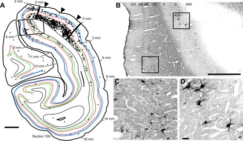 Figure 3 The distribution of rabies-infected neurons in a single cross-section of V1 of the right hemisphere.