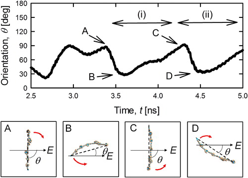 Figure 7. Time dependence of the orientation of the 7-charged PEG3,538 ion (upper subfigure) and the conformations and the orientation of PEG ion at the specific calculation time A, B, C and D (lower subfigure).