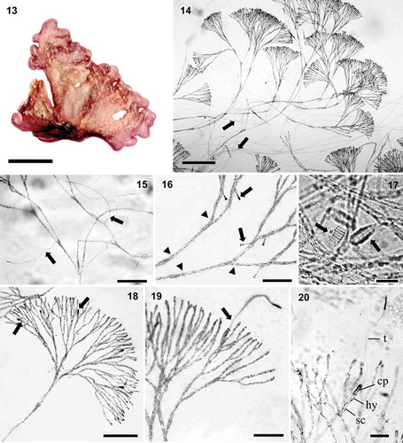 Figs 13–20. Renouxia marerubra sp. nov. Fig. 13. Holotype (herbarium-pressed), monoecious gametophyte, LAF5597, Dahab, Egypt. Fig. 14. Pseudo-dichotomously branched cortical fascicles with numerous rhizoids (arrows). Fig. 15. Adventitious rhizoids (arrows) borne at or close to cortical dichotomies, growing inward to form the medulla. Fig. 16. Clavulate calciferous cells (arrows) in inner cortex (calcite husks not visible in stained material). Note: remnants of disrupted cell walls (arrowheads). Fig. 17. Partially dissolved calcite husks giving calciferous cells a hairy appearance (arrows) in non-stained material. Fig. 18. Pseudo-dichotomous cortical fascicles bearing carpogonial branch initials (arrows). Fig. 19. Mature two-celled carpogonial branch (arrow) in outer cortex. Fig. 20. Supporting cell (sc) bearing a carpogonial branch comprised of a hypogynous cell (hy), carpogonium (cp) and elongated trichogyne (t). Note: darkly staining carpogonium and tip of trichogyne. Scale bars: Fig. 13 = 1.0 cm, Fig. 14 = 200 μm, Figs 15, 18 = 100 μm, Figs 16, 19 = 50 μm, Figs 17, 20 = 20 μm.