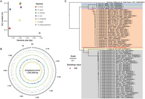 Figure 1. Basic information of A. bovis genome. (A) Scatter plot of Anaplasma representative genome. (B) Circos plot of A. bovis genome. From inner circle to outer circle representative GC content, GC skew, sequence depth, proteins of + strand, proteins of – strand. Red arrows symbolize virulence factor. (C) Phylogenetic tree of ML method and 1000 replications based on single copy orthologue of all Anaplasma genome.