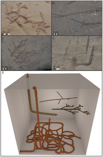 Figure 4. Photographs of the four morphotypes of Ophiomorpha distinguished at Fanziao. (A) Bedding plane view of O. nodosa which produces extensive mazes of thickly lined knobby tubes. (B) Bedding plane view of the thin, straight segments with widely spaced regular branches. (C) Bedding plane view of densely branching, dendritic tube systems. (D) Cross-section view of L-shaped shaft with inner tube. (E) 3D-reconstruction of the four types of Ophiomorpha.