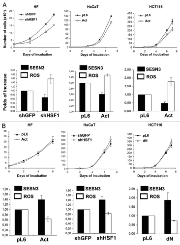 Figure 7. Effects of different modifications of HSF1 function affecting SESN3 gene expression and ROS level on growth of HF, HaCaT and HCT116 cell cultures. (A) Effect of introduction of HSF1 constructs diminishing SESN3 expression and increasing ROS content. (B) Effect of introduction of HSF1 constructs increasing SESN3 expression and decreasing ROS level. In all cases, 2 x 104 cells were seeded into 6-well plates, and cell counts were performed until cell cultures reach monolayer using the hemocytometer (two wells per point). Typical result of one of three experiments is given; means ± SE are shown. At the bottoms average indices of total DCF fluorescence of 104 cells (in each case summarized data of three independent experiments are shown) (white) and of semi-quantitative RT-PCR of SESN3 mRNA (black).