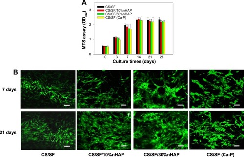 Figure 4 Proliferation (A) and live–dead cells staining (B) of hMSCs cultured on CS/SF, CS/SF/10%nHAP, CS/S/30%nHAP, and CS/SF (Ca-P) NMS.Note: Bar =100 μm.Abbreviations: hMSCs, human bone marrow mesenchymal stem cells; CS, chitosan; SF, silk fibroin; nHAP, nanohydroxyapatite; NMS, nanofibrous membrane scaffold.