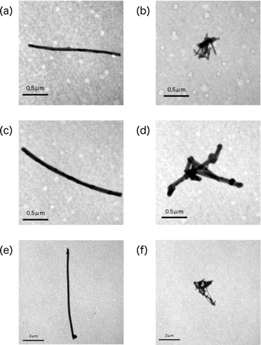 FIG. 8 TEM image for aerodynamic-classified airborne MWCNTs. Airborne MWCNTs were generated as shown in the legend to Figure 4 and collected at nose-exposure chamber by LPI. (a, c, e) Dissociated fiber-like MWCNT particles and (b, d, f) agglomerated MWCNT particles. (a, b) Particles were collected on the stage 3 (D ae = 92–154 nm, magnification × 30000), (c, d) the stage 5 (D ae = 260–381 nm, magnification × 30000), and (e, f) the stage 9 of LPI (D ae = 1.59–2.38 μm, magnification × 10000).
