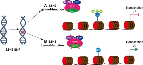 Figure 1 EZH2 polymorphism affects transcription of downstream targets.
