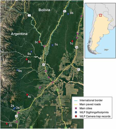 Figure 2. Study area map showing WLP reported camera trap records (red dots), sightings/footprints (blue dots). Labels on dots correspond to record identification. Map shows international borders (light blue lines), main paved roads (yellow lines) and main cities (purple squares).