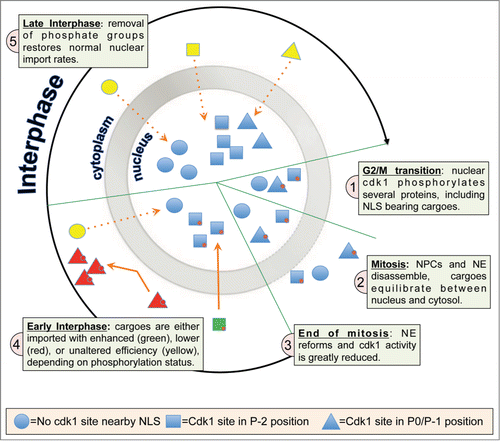 Figure 1. (A)cdk1-phosphorylation signature determines nuclear import rate after mitosis. The selective permeability of the nucleus, lost during open mitosis, is re-established at the end of mitosis through nuclear envelope and nuclear pore complex assembly. Cargoes can only be re-imported into the nucleus dependent on the presence of an efficient NLS, whose activity can be modulated by cdk1 phosphorylation (red circles). P-2 phosphorylated NLS–bearing cargoes (green) are imported rapidly, while P-1/P0 phosphorylated cargoes (red) remain cytosolic until dephosphorylated by specific phosphatases. Nonphosphorylated cargoes (yellow) are imported at a slower rate than P-2 NLS phosphorylated cargoes.