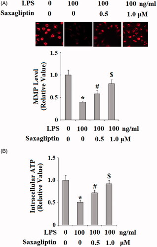 Figure 4. Saxagliptin ameliorated LPS-induced mitochondrial dysfunction in human dental pulp cells. Human dental pulp cells were treated with 100 ng/ml LPS in the presence or absence of saxagliptin (500 nM, 1 μM) for 48 h. (A). MMP was determined by TMRM; (B). Intracellular ATP (*, #, $ p < .01 vs. previous column group).