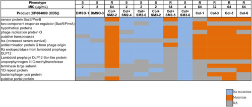 Figure 3 Heatmap displaying the non-synonymous mutational comparison between ColR isolates (Col-1, Col-3, Col-5, Col-6, Col + SM2-2 and Col + SM3-5) as compared to ColS (DMSO-1, DMSO-3, Col + SM2-4, Col + SM2-6, Col + SM3-2 and Col + SM3-6) isolates. Phenotype “R” indicates resistant APEC isolate and “S” indicates susceptible APEC isolate.Abbreviation: NA, not available.