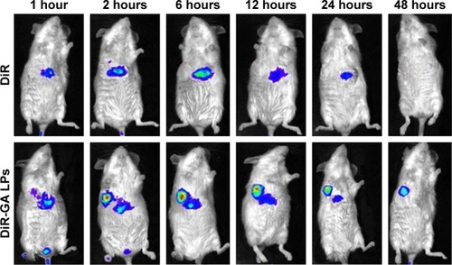Figure 11 NIRF images of H22 tumor-bearing mice after injection of free DiR and DiR-GA LPs.Abbreviations: GA, glycyrrhetinic acid; LPs, liposomes; NIRF, near-infrared fluorescence imaging.