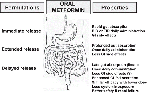 Figure 1. Characteristics of the different formulations of metformin: delayed release compared with extended release and immediate release. GI: gastrointestinal; GLP-1: glucagon-like peptide-1; BID: twice a day; TID: three times a day.