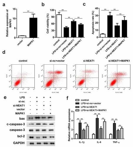 Figure 6. Overexpression of MAPK1 antagonizes the effects of NEAT1 knockdown. (a) MAPK1 overexpression vector was successfully constructed and transfected into the cells. (b) Cell viability and (c and d) apoptosis of the control group and the LPS-evoked cells co-transfected with si-NEAT1 and MAPK1. (e) The protein expressions of bax, cleaved caspase-3 and bcl-2 in the cells co-transfected with si-NEAT1 and MAPK1. (f) mRNA expressions of IL-1β, IL-6, IL-10, and TNF-α in the control group and the LPS-evoked cells co-transfected with si-NEAT1 and MAPK1. Three independent experiments were carried out. *P < 0.05, vs. control; **P < 0.01, vs. control; #P < 0.05, vs. LPS+si-nc; &P < 0.05, vs. LPS+si-NEAT1+ inh-nc. LPS, lipopolysaccharide; si, small interference RNA; NEAT1, nuclear enriched abundant transcript 1; wt, wild type; mut, mutant type; nc, negative control