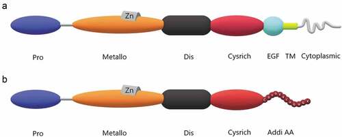 Figure 1. Structure of ADAM9 proteinases. The ADAM9 protein is composed of a few basic domains including propeptide (Pro), metalloproteinase (Metallo), disintegrin (Dis), cystein-rich (Cysrich), EGF-like (EGF), transmembrane (TM), cytoplasmic tail domains and additional amino acids (Addi AA). Proline-rich sequences with special functions at the tail are not marked. A. Protein structure of ADAM9-L. Proline-rich sequences with specific functions at the tail are not indicated. B. Protein structure of ADAM9-S. Additional amino acid species at the end are indicated.