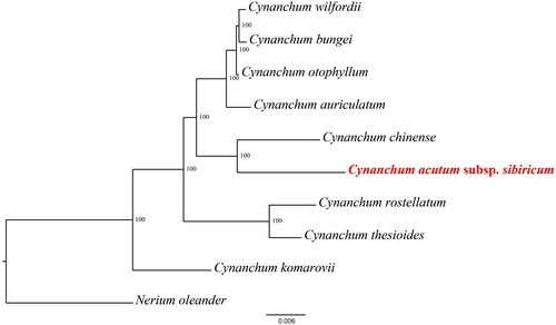 Figure 3. Phylogenetic relationships of Cynanchum species using whole chloroplast genome. GenBank accession numbers: Cynanchum acutum subsp. sibiricum OQ390041, Cynanchum auriculatum KU900231 (Yu et al. Citation2021), Cynanchum bungei OK271106 (Pei et al. Citation2022), Cynanchum chinense MW415427 (Chen and Zhang Citation2022), Cynanchum otophyllum OQ587923, Cynanchum komarovii ON854661(Liu et al. Citation2023), Cynanchum thesioides MW864598 (Kang et al. Citation2021), Cynanchum rostellatum OQ852689 (Lee et al. Citation2022), Cynanchum wilfordii KX352467 (Hyun-Seung, Citation2016) and Nerium oleander KJ953907.