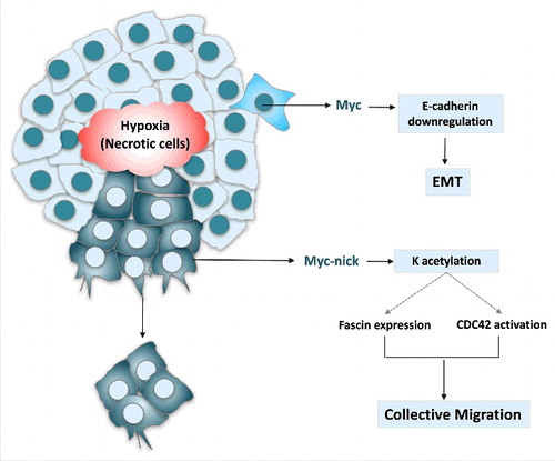 Figure 3. MYC activates the transcription of genes that promote proliferation and represses the expression of E-cadherin leading to EMT. MYC-nick, however is highly expressed in the cytoplasm of migratory cancer cells. It drives the expression of fascin and the activation of CDC42. Both fascin induction and CDC42 activation require the MBII domain on MYC-nick, which recruits HATs and promote acetylation of cytoplasmic proteins. (K = lysine).