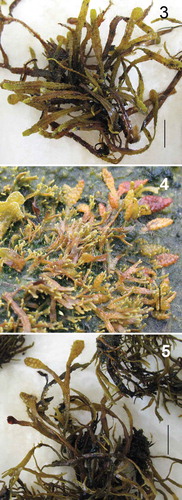 Figs 3–5. Small salt marsh Fucus with receptacles from: Fig. 3. Locality 1 (Illaunnginga), Fig. 4. Locality 2 (Clifden) and Fig. 5. Locality 3 (Achill Sound). Scale bar is 1 cm.