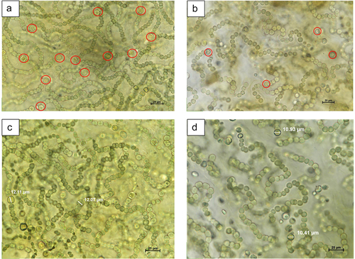 Figure 1. (A-D): N. commune heterocysts : AN geotype displaying numerous heterocysts (a) compared to the CE geotype with fewer heterocysts (b). Heterocyst length comparison between an (c) and CE (d) geotypes.