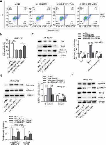 Figure 7. KCNQ1OT1 promotes HK-2 cell apoptosis and activates p38/NF-κB pathway in LPS-treated HK-2 cells via upregulation of MAPK1