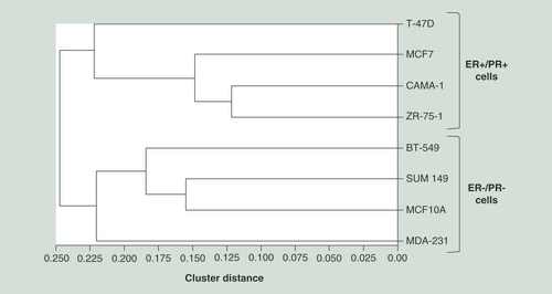 Figure 2.  Unsupervised hierarchical clustering of breast cell lines based on their methylation profile.Hierarchical clustering of parental (untransfected) cell lines based on genome-wide methylation data of each cell line. This analysis was performed with GenomeStudio calculating dissimilarities based on absolute correlation using a 1-r distance measure. Rows represent each parental (untransfected) cell line.