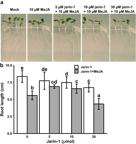 Figure 1. The effect of MeJA and jarin-1 on M. truncatula root growth. (a) Representative photographs of seedlings eight days after treatment with jarin-1 and MeJA. (b) Root length ±SD (n≥15). Four days after germination on agar plates in the dark, seedlings were placed into aluminium-wrapped 50 ml falcon tubes (without cover) filled with half-strength Hoagland’s solution supplemented or not with MeJA (10 µM) and/or jarin-1 (5, 10, 30 µM). There were eight treatments (tubes) in total, including mock, 10 µM MeJA, 5 µM jarin-1, 10 µM jarin-1, 30 µM jarin-1, 5 µM jarin-1 plus 10 µM MeJA, 10 µM jarin-1 plus 10 µM MeJA, 30 µM jarin-1 plus 10 µM MeJA. Seedlings were incubated for 8 days in a growth room at 24°C and 16 h light/8 h dark. Subsequently, seedlings were carefully removed from falcon tubes and photographed. Root lengths were determined using a ruler. Different letters indicate significant differences between treatments according to two-way ANOVA (p<0.05).