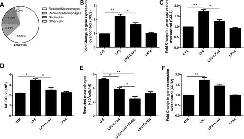 Figure 3 LXA4 down-regulated LPS-stimulated CCL2 secretion and release to reduce infiltration of recruited macrophages. Mice received 1 mg/kg LPS by intratracheal atomization then LXA4 (0.1 µg/mouse) by intraperitoneal injection. CCL2 was mainly expressed on resident macrophage (A). CCL2 mRNA (B) expression in lung tissue and CCL2 levels (D) in BALF were measured 24 h later. A CCR2 inhibitor was administered, and the number of recruited macrophage in the BAL fluid measured by flow cytometry (E). CCR2 expression by recruited macrophages was measured by flow cytometry (F). Resident macrophages were sorted and cultured with LPS (1 μg/mL) in the presence or absence of LXA4 (100 nM) for 24 h. CCL2 expression was measured by RT-PCR (C). The data are presented as the mean ± SEM, n =6- 9. *p<0.05, **p<0.01.