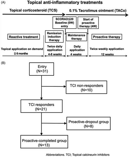 Figure 1. The study protocol and patient flow diagram. (A) Study protocol. The study consisted of screening, remission-induction therapy, maintenance therapy, and proactive therapy periods. During the screening period, patients were followed-up with standard reactive treatment (emollient and TCS application). During the remission-induction therapy period, patients applied medium-high to high-potency TCS twice daily for 4–8 weeks to the affected area. The baseline was defined as the first visit more than 4 weeks after the initiation of induction therapy, and patients with a SCORAD score of less than 20 moved to the maintenance period, during which they applied TACo once daily for 4 weeks to the previously affected area. Patients who completed the maintenance therapy period without lesion exacerbation or severe adverse events were moved to the proactive therapy period, during which they applied TACo twice weekly to the previously affected area for 12 weeks. During the maintenance and proactive therapy periods, lesion exacerbation was defined as an increase in the SCORAD score of 1.5-fold compared with baseline. Patients dropped out if they needed to apply TCS for more than 14 days to flare-up lesions or if they discontinued TACo application by their own decision because the lesion was worsening. The exacerbated lesions were treated with TCS twice daily until remission was achieved. (B) Patient flow diagram. All 31 patients enrolled in the study completed the remission-induction period. Among them, 21 completed the maintenance therapy (TCI responders), while the remaining 10 dropped out (TCI non-responders). Of the 21 TCI responders, 13 completed the proactive therapy (proactive-completed group) and the remaining 8 dropped out (proactive-dropout group). Of the patients in the TCI non-responders, 6 (19.4%) exhibited a SCORAD score increase of more than 1.5-fold above baseline at the end of treatment, 2 (6.5%) withdrew at their discretion, and 2 (6.5%) used TCS for more than 14 days by the end of the maintenance period. In the proactive-dropout group, 6 (19.4%) patients used TCS for more than 14 days, and 2 (6.5%) exhibited a SCORAD score increase of more than 1.5-fold above baseline by the end of treatment.
