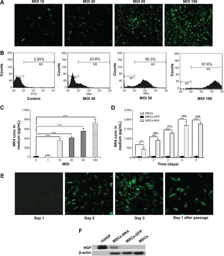 Figure 2 Transduction of NK4 cDNA into human MSCs using a lentiviral vector and characterization.