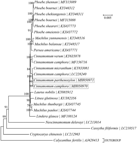 Figure 1. Phylogenetic relationships among 23 species within the family Lauraceae based on the maximum-likelihood (ML) analysis of chloroplast PCGs. Calycanthus fertilis (AJ428413) was included as outgroup taxa. ‘GTR + G’ was employed as the best-fit nucleotide substition model. The bootstrap values next to the branches are based on 200 resamplings.