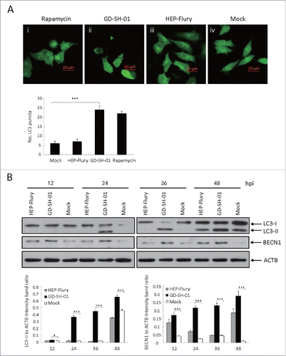 Figure 2. GD-SH-01 infection induces redistribution of the autophagy marker LC3 in SK cells. (A) SK cells treated with rapamycin (i) or infected with GD-SH-01 (ii), HEP-Flury (iii), mock (iv). Cells transfected with EGFP-LC3B plasmids are shown in green (i-iv); scale bar: 20 µm. The average number of LC3 puncta in each cell was determined from at least 50 cells in each group. Mean ± SD of 3 independent experiments. Two-way ANOVA: ***, P < 0.001 (B). Expression levels of LC3, BECN1 and ACTB at the end of the infection experiment in which SK cells were used as negative controls, infected with HEP-Flury or GD-SH-01. Mean ± SD of 3 independent experiments. Two-way ANOVA: *, P < 0.05; ***, P < 0.001. (Grouping of images of western blottting from different parts of the same gel.)