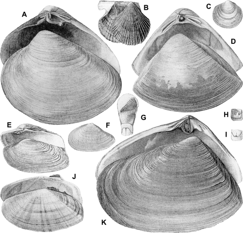 Fig. 2  Reproductions of illustrations of New Zealand marine molluscan type specimens, from Smith (1874), bat published size. (A) Smith's pl. 2, fig. 2, Cyclomactra ovata (Gray, 1843), “the type is figured” (hinge inaccurate). (B) Smith's pl. 3, fig. 7, Talochlamys zelandiae (Gray, 1843), “type figured”. (C) Smith's pl. 3, fig. 8, Felaniella (Zemysia) zelandica (Gray, 1835), “type figured”. (D) Smith's pl. 2, fig. 10, Crassula aequilatera (Deshayes in Reeve, 1854) (see Petit 2007:81), “type in Brit. Mus”. (E) Smith's pl. 2, fig. 6, Irus (Notopaphia) elegans (Deshayes, 1854), “type in Brit. Mus.”. (F) Smith's pl. 2, fig. 7, Tellinota edgari (Iredale, 1915), “type in Brit. Mus.”, that is, syntype of Tellina glabrella Deshayes, 1854 (junior primary homonym of T. glabrella Delle Chiaje, 1830), renamed T. edgari. (G,H,I) Smith's pl. 2, fig. 8, Pholadidea tridens (Gray, 1843) and interior and exterior of siphonoplax, “type figured”. (J) Smith's pl. 2, fig. 11, Gari (Psammobia) lineolata (Gray, 1843), presumed syntype. (K) Smith's pl. 3, fig. 6, Paphies ventricosa (Gray, 1843), remaining syntype, BMNH 1842.5.17.189.