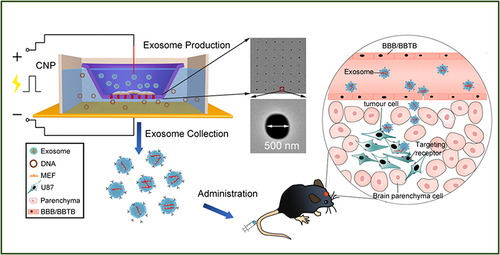 Figure 4 Schematic representation of CNP-generated EVs for targeting nucleic acid delivery.