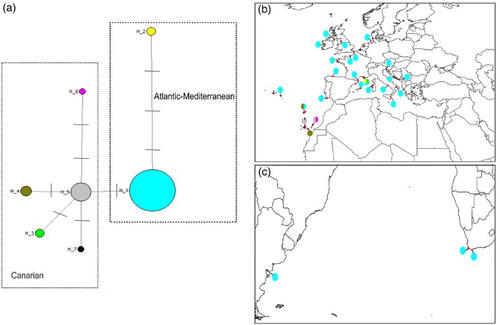 Figure 2. Haplotype diversity of psbA from Dictyota dichotoma. The red dots are the locations where the sequences of D. dichotoma on GenBank come from. a, Haplotype network of psbA showing the two groups: Atlantic–Mediterranean and Canarian; b, distribution of the seven haplotypes in the North Atlantic population; c, South Atlantic populations with the single haplotype H1.