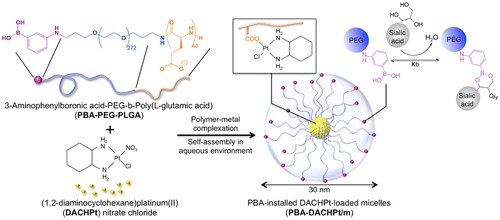 Figure 3. Preparation of PBA-installed DACHPt-loaded micelles by self-assembly through polymer–metal complex formation between DACHPt and PBA-poly(ethylene glycol)-b-poly(l-glutamic acid) in distilled water. PBA moieties on the surface of the micelles can bind to SA. Reprinted from Ref. [Citation64] with permission. © 2013, American Chemical Society.