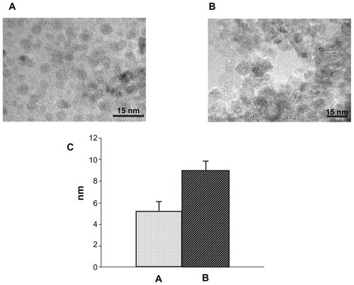 Figure 2 Typical transmission electron microscopy images of (A) synthesized MNPs and (B) APTES-modified MNPs, with (C) a bar chart indicating their respective average diameters.Abbreviations: MNPs, magnetite nanoparticles; APTES, 3-aminopropyltriethoxysilane.
