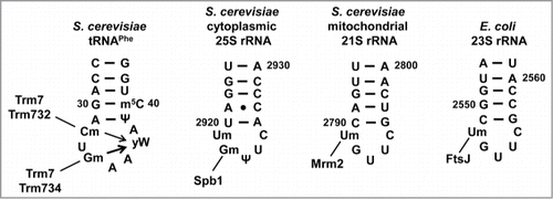Figure 2. Schematic of FtsJ methyltransferase stem-loop substrates. S. cerevisiae Trm7 requires Trm732 for Cm32 modification and Trm734 for Gm34 modification of the anticodon loop of tRNAPhe which, as for all tRNAs, has 7 bases. These modifications then drive formation of yW37 from its m1G precursor. The thicker arrow from Gm34 indicates that yW formation is more dependent on this modification. Other FtsJ family members modify the 5-base A-loop in the rRNA large subunit in different organisms and organelles, as indicated.