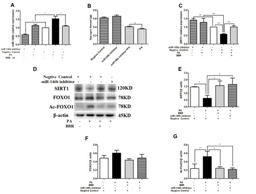 Figure 8 HepG2 cells were transfected with miR-146b inhibitor or negative control. Then the HepG2 cells were treated with medium, palmitic acid (PA) alone, or palmitic acid plus BBR at 10 µmol/L. (A) miR-146b expression was measured by qRT-PCR. (B) Glycogen was measured after transfected with miR-146b inhibitor. (C) SIRT1 mRNA expression was measured. Whole cell lysates were subjected to Western blotting for the detection of SIRT1, FOXO1, and Ac-FOXO1. Representative images are shown. (D–G) For quantification, the optical densities of the bands were determined. β-actin was used as the loading control. Normalized protein expression levels were calculated. Data from three independent experiments were used for statistical analysis, and the results are expressed as the mean±SEM. *p<0.05; **p<0.01.