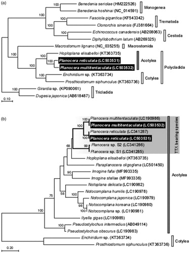 Figure 1. Phylogenetic relationship of two planocerid flatworms related Platyhelminthes species inferred from the 12 protein-coding genes on mitochondrial genome sequence (a) and COI gene (b). The phylogenetic tree was generated by maximum likelihood analysis under the General Time Reversible model. Numbers at branches denote the bootstrap percentages from 1000 replicates. Only bootstrap values exceeding 50% are presented. LC503531 and LC503532 in parentheses indicate the accession numbers deposited in DDBJ/EMBL/GenBank databases in this study and the accession numbers for reference sequences are shown in parentheses. Data used for the analysis were obtained from Planocera reticulata (LC341287), Planocera multitentaculata (LC190986), Hoploplana elisabelloi (KT363735), Planocera sp. S1 (LC341285), Planocera sp. S2 (LC341286), Paraplanocera oligoglena (LC501450), Imogine fafai (MF993335), Imogine stellae (MF993336), Ilyella gigas (LC190985), Notoplana delicata (LC190982), Notocomplana humilis (LC190978), Notocomplana japonica (LC190979), Notocomplana sp. (LC190981), Notocomplana koreana (LC190980), Pseudostylochus obscurus (LC190983), Pseudostylochus intermedius (AB049114), Enchiridium sp. (KT363734), Prosthiostomum siphunculus (KT363736), Macrostomum lignano (NC_035255), Girardia sp. (KP090061), Dugesia japonica (AB184487), Benedenia seriolae (HM222526), Benedenia hoshinai (NC_014591), Fasciola gigantica (KF543342), Clonorchis sinensis (FJ381664), Echinococcus canadensis (AB208063) and Diphyllobothrium latum (AB269325). The scale indicates number of nucleotide substitutions per site.