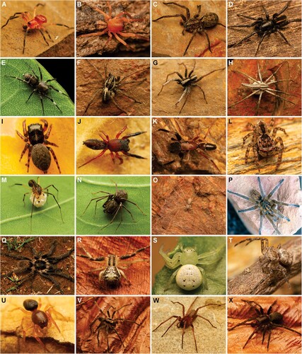 Figure 3. Representative hunting spiders of the Cape Floristic Kingdom. A, Chumma gastroperforata (Amaurobiidae); B, Pronophaea natalica (Corinnidae); C, Undescribed Anahita sp. (Ctenidae); D, Drassodella aurostriata (Gallieniellidae); E, D. quinquelabecula; F, Undetermined Hogna sp. (Lycosidae); G, Proevippa dregei (Lycosidae); H, Chiasmopes lineatus (Pisauridae); I, Euophrys cochlea (Salticidae); J, Undescribed Hispo sp. (Salticidae); K, Myrmarachne lesserti (Salticidae); L, Thyenula leighi (Salticidae); M, N, Undescribed Scytodes spp. (Scytodidae); O, Loxosceles spinulosa (Sicariidae); P, Harpactira cafreriana (Theraphosidae); Q, Undescribed Harpactira sp.; R, Heriaeus crassispinus (Thomisidae); S, Synema riflense (Thomisidae); T, Pherecydes tuberculatus (Thomisidae); U, Jocquestus capensis (Trachelidae); V, Griswoldia acaenata (Zoropsidae); W, Phanotea peringueyi (Zoropsidae); X, P. digitata. Photographs: A, C, E–J, M, N, Q, R, U–X Ruan Booysen; B, D, K, L, O, S, T, Rudolph Steenkamp; P, Charles Haddad. Photographers retain copyright of their images.