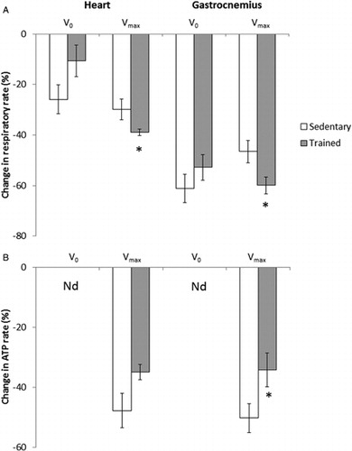 Figure 2. Effect of training on vulnerability of mitochondrial function to ROS ((A) respiration V0 and Vmax and (B) ATP production VATP) in permeabilized heart and gastrocnemius muscle fibers of sedentary (white histograms, N = 8) and trained rats (gray histograms, N = 8). V0, Vmax, and VATP were measured after 30 minutes of incubation in buffer A containing H2O2+FeCl2 for treated fibers and in buffer A alone for untreated fibers. The change in respiratory and ATP rates is expressed relative to fibers without H2O2 and FeCl2 according to this formula: [(VTreated−VUntreated)/VUntreated] × 100. Values are means ± SEM. *P < 0.05 relative to sedentary rats. Nd = not detected.