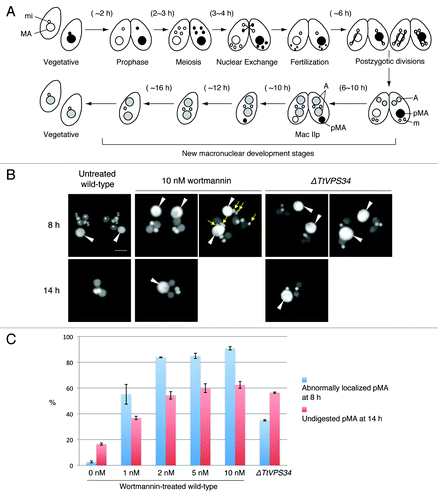 Figure 3. Involvement of abnormal localization and lack of digestion of the parental macronucleus with addition of wortmannin or knockdown of TtVPS34. (A) Nuclear events during conjugation of wild-type Tetrahymena. MA, macronucleus; mi, micronucleus; A, progeny macronuclear anlagen; pMA, parental macronucleus; m, progeny micronucleus. (B) Conjugating cells at 8 h (upper) and 14 h (lower) stained with DAPI. White arrowheads, parental macronucleus; asterisks, progeny macronuclear anlagen; dollar signs, progeny micronuclei; yellow arrows, undigested pronuclei. Scale bars: 10 μm. (C) Effects of the treatments on appearance of the abnormalities. Wortmannin was used at a concentration range from 0 to 10 nM. Red and blue columns represent percentage of parental macronucleus (pMA) abnormally localized at 8 h and undigested at 14 h, respectively. The columns and attached bars correspond to the means of 4 identical measurements and standard deviations.