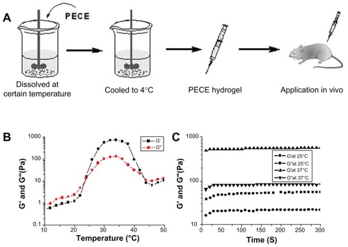 Figure 1 (A) Schematic illustration of PECE hydrogel for in vivo application. (B) Rheology analysis of PECE hydrogel as a function of temperature. (C) Time dependence of storage modulus G′ and loss modulus G″ at different temperatures.Abbreviation: PECE, poly (ethylene glycol)-poly (ɛ-caprolactone)-poly (ethylene glycol) (PEG-PCL-PEG).